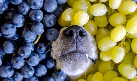 Can Dogs Eat Grapes The Truth About Grapes And Your Furry Friend   424 Kh104 