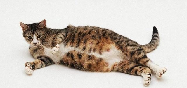 How Long Are Cats Pregnant? A Comprehensive Guide to Feline Pregnancy