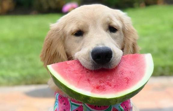 Can Dogs Eat Watermelon? Everything You Need To Know