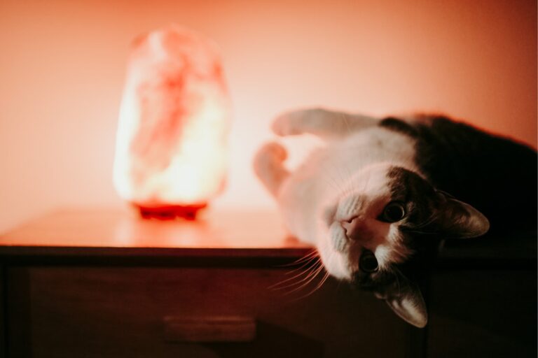 Are Heat Lamps Safe for Cats? A Comprehensive Guide